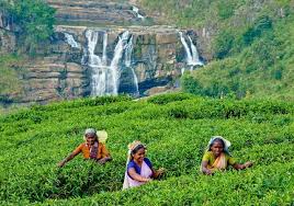 Voyage-au-Sri-Lanka
