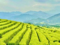 Les rizières en terrasse à Binh Lieu : un trésor encore préservé du tourisme de masse