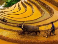 Les étapes de la culture du riz au Vietnam : un cycle ancestral au cœur de la vie vietnamienne