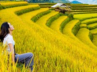 Les rizières en terrasse à Tu Le : un trésor caché du Nord-Vietnam