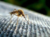 Période moustique au Vietnam : ce qu’il faut savoir avant de partir
