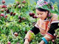 La grotte de Thien Long à Bac Ha : un joyau caché au cœur des montagnes du Nord Vietnam