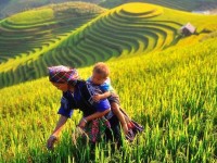 Les rizières en terrasse à Mu Cang Chai : un chef-d’œuvre sculpté par l’homme et le temps