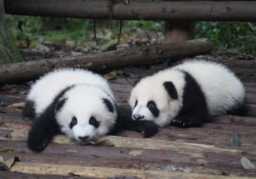 Chengdu - Sichuan- Chine du Centre Ouest