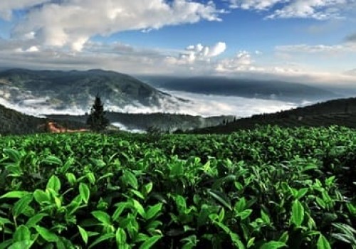 Puer - Yunnan