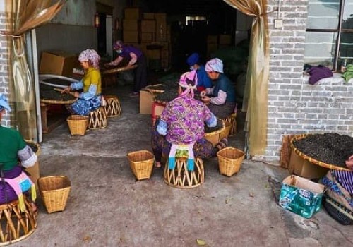 Puer - Yunnan