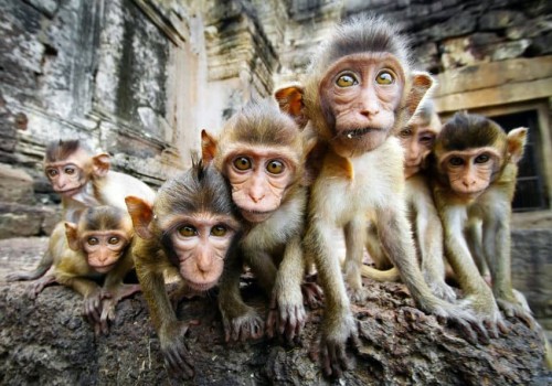 singe