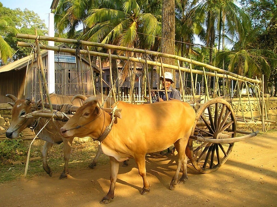 cambodge_char-boeuf