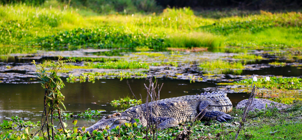Lac aux crocodiles à Cat Tien