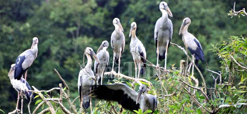 Parc ornithologique de Thung Nham
