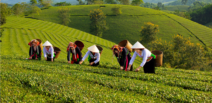 Plantation-du-thé-au-Vietnam