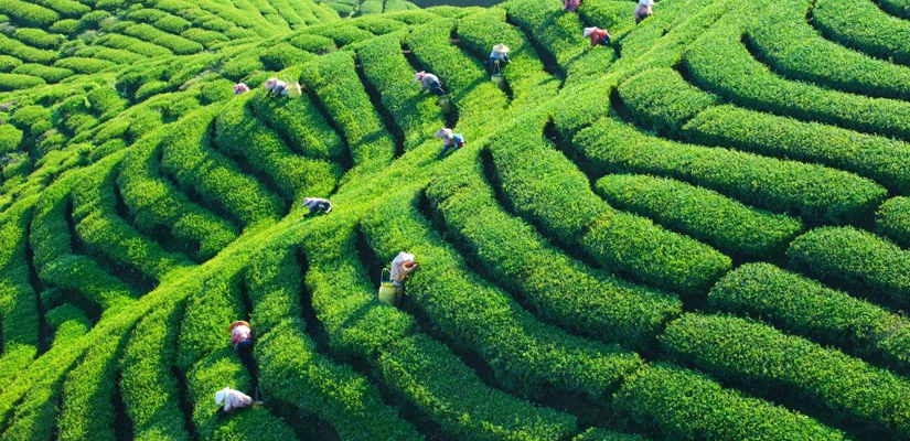 Thé-au-Vietnam