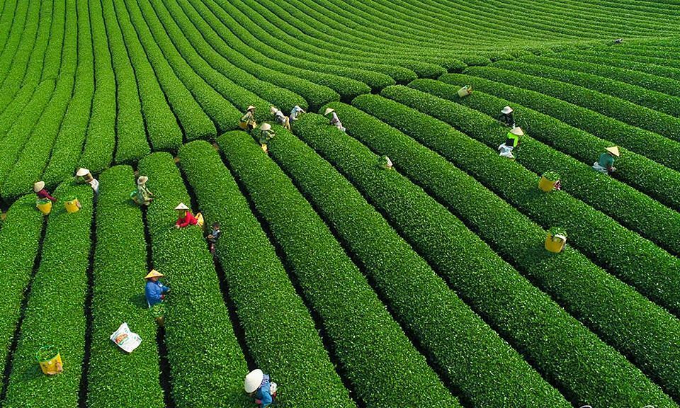 Où-on-peut-visiter-la-plantation-du-vert-au-Vietnam